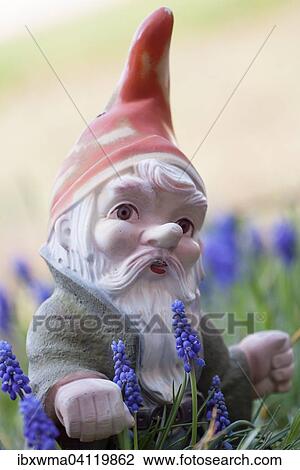 Garden gnome amongst grape hyacinths (Muscari botryoides) View Large Photo Image Stock Image - Garden gnome amongst grape hyacinths (Muscari botryoides). Fotosearch