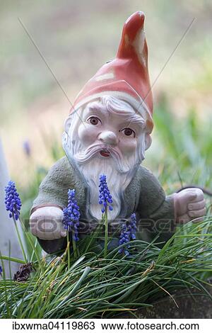 Garden gnome amongst grape hyacinths (Muscari botryoides) View Large Photo Image Stock Image - Garden gnome amongst grape hyacinths (Muscari botryoides). Fotosearch