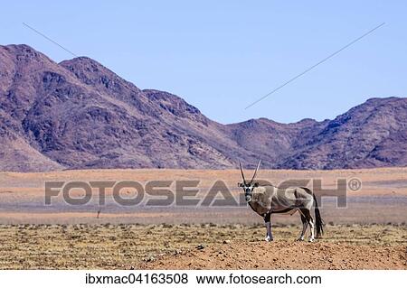 Gemsbock or gemsbuck (Oryx gazella) in Namib Naukluft Park, Namibia, Africa View Large Photo Image Stock Photo - Gemsbock or gemsbuck (Oryx gazella) in Namib Naukluft Park, Namibia, Africa. Fotosearch