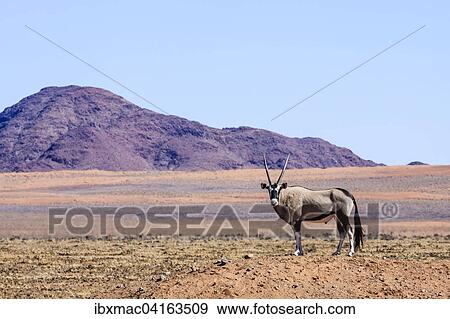 Stock Photo - Gemsbock or gemsbuck (Oryx gazella) in Namib Naukluft Park, Namibia, Africa. Fotosearch