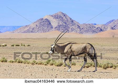 Gemsbock or gemsbuck (Oryx gazella) in front of Naukluft Mountains, Namib Naukluft Park, Namibia, Africa View Large Photo Image Stock Photograph - Gemsbock or gemsbuck (Oryx gazella) in front of Naukluft Mountains, Namib Naukluft Park, Namibia, Africa. Fotosearch