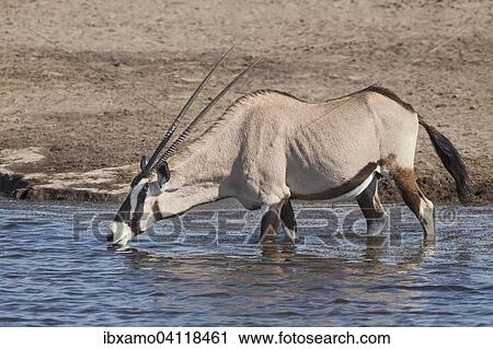 Stock Image - Gemsbok, Gemsbuck (Oryx gazella) adult animal drinking at a waterhole, Etosha National Park, Namibia, Africa. Fotosearch