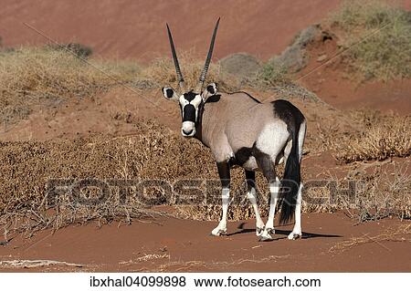 Gemsbok or Gemsbuck (Oryx gazella) in the Hiddenvlei, Sossusvlei, Namib Desert, Namib-Naukluft National Park, Namibia, Africa View Large Photo Image Stock Photo - Gemsbok or Gemsbuck (Oryx gazella) in the Hiddenvlei, Sossusvlei, Namib Desert, Namib-Naukluft National Park, Namibia, Africa. Fotosearch