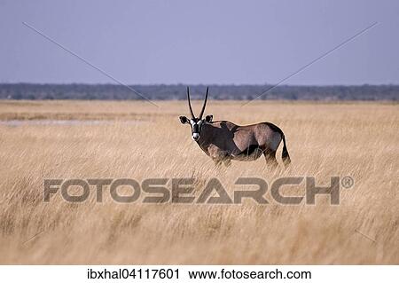 Gemsbok or Gemsbuck (Oryx gazella), Etosha National Park, Namibia, Africa View Large Photo Image Stock Image - Gemsbok or Gemsbuck (Oryx gazella), Etosha National Park, Namibia, Africa. Fotosearch