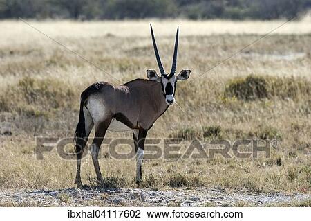 Gemsbok or Gemsbuck (Oryx gazella), Etosha National Park, Namibia, Africa View Large Photo Image Stock Image - Gemsbok or Gemsbuck (Oryx gazella), Etosha National Park, Namibia, Africa. Fotosearch