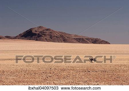 Gemsbok or Oryx (Oryx gazella) in the grassy steppe of Namib Naukluft Park, Namibia, Africa View Large Photo Image Stock Image - Gemsbok or Oryx (Oryx gazella) in the grassy steppe of Namib Naukluft Park, Namibia, Africa. Fotosearch