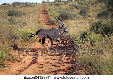 Gemsbok (Oryx gazella), adult running, Tswalu Game Reserve, Kalahari Desert, North Cape, South Africa, Africa View Large Photo Image Picture - Gemsbok (Oryx gazella), adult running, Tswalu Game Reserve, Kalahari Desert, North Cape, South Africa, Africa. Fotosearch