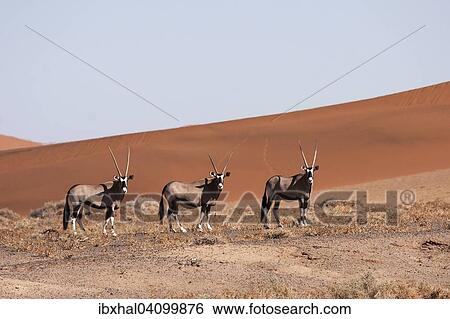 Gemsboks or Gemsbucks (Oryx gazella) in the Hiddenvlei, Sossusvlei, Namib Desert, Namib-Naukluft National Park, Namibia, Africa View Large Photo Image Stock Photograph - Gemsboks or Gemsbucks (Oryx gazella) in the Hiddenvlei, Sossusvlei, Namib Desert, Namib-Naukluft National Park, Namibia, Africa. Fotosearch