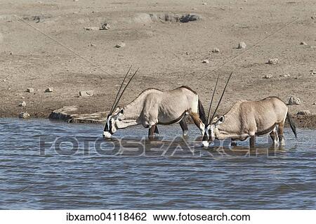 Gemsboks or Gemsbucks (Oryx gazella) two adult animals drinking at a waterhole, Etosha National Park, Namibia, Africa View Large Photo Image Stock Image - Gemsboks or Gemsbucks (Oryx gazella) two adult animals drinking at a waterhole, Etosha National Park, Namibia, Africa. Fotosearch