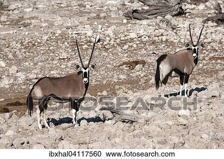 Gemsboks or Gemsbucks (Oryx gazella), Etosha National Park, Namibia, Africa View Large Photo Image Stock Image - Gemsboks or Gemsbucks (Oryx gazella), Etosha National Park, Namibia, Africa. Fotosearch