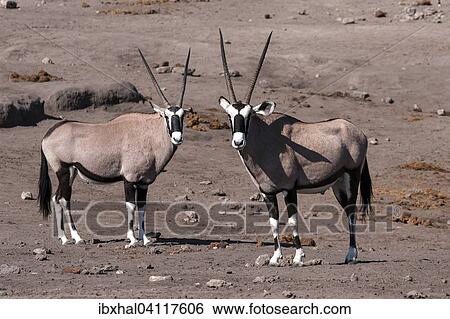 Gemsboks or Gemsbucks (Oryx gazella), Etosha National Park, Namibia, Africa View Large Photo Image Stock Photograph - Gemsboks or Gemsbucks (Oryx gazella), Etosha National Park, Namibia, Africa. Fotosearch