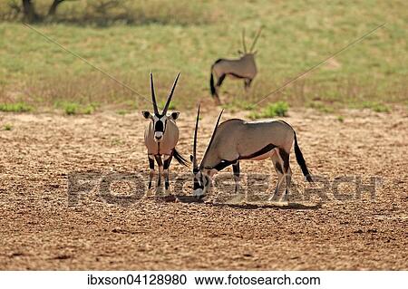 Gemsboks (Oryx gazella), adult pair, Tswalu Game Reserve, Kalahari Desert, North Cape, South Africa, Africa View Large Photo Image Stock Image - Gemsboks (Oryx gazella), adult pair, Tswalu Game Reserve, Kalahari Desert, North Cape, South Africa, Africa. Fotosearch