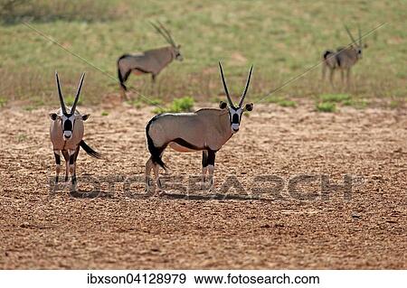 Gemsboks (Oryx gazella), adult pair, Tswalu Game Reserve, Kalahari Desert, North Cape, South Africa, Africa View Large Photo Image Stock Photo - Gemsboks (Oryx gazella), adult pair, Tswalu Game Reserve, Kalahari Desert, North Cape, South Africa, Africa. Fotosearch