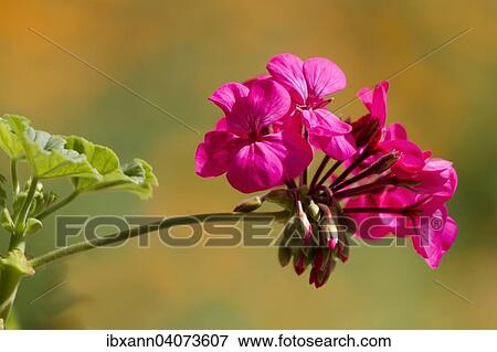 Geranium or Storksbill (Pelargonium), pink flower, Germany, Europe View Large Photo Image Stock Photo - Geranium or Storksbill (Pelargonium), pink flower, Germany, Europe. Fotosearch