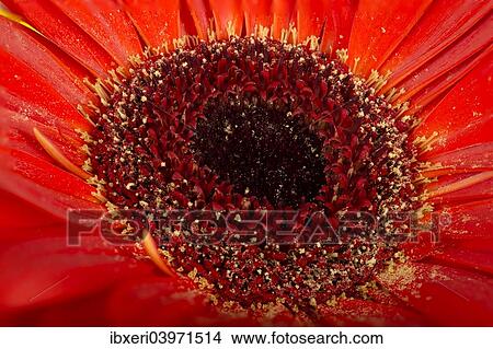 Picture - Gerbera flower, red, close-up. Fotosearch