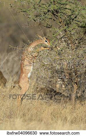 Gerenuk (Litocranius walleri), female feeding on a bush, standing on the back legs, Samburu National Reserve, Kenya, Africa View Large Photo Image Stock Image - Gerenuk (Litocranius walleri), female feeding on a bush, standing on the back legs, Samburu National Reserve, Kenya, Africa. Fotosearch