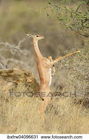 Stock Image - Gerenuk (Litocranius walleri), female feeding on a bush, standing on the back legs, Samburu National Reserve, Kenya, Africa. Fotosearch