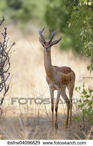 Gerenuk (Litocranius walleri), male standing in the shade of a bush, Samburu National Reserve, Kenya, Africa View Large Photo Image Stock Photo - Gerenuk (Litocranius walleri), male standing in the shade of a bush, Samburu National Reserve, Kenya, Africa. Fotosearch