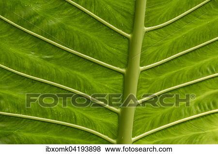 Giant Alocasia (Alocasia macrorrhiza), detail, leaf structure, native to Madagascar View Large Photo Image Stock Photo - Giant Alocasia (Alocasia macrorrhiza), detail, leaf structure, native to Madagascar. Fotosearch