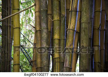 Giant Bamboo (Dendrocalamus giganteus), Madagascar, Africa View Large Photo Image Stock Photo - Giant Bamboo (Dendrocalamus giganteus), Madagascar, Africa. Fotosearch
