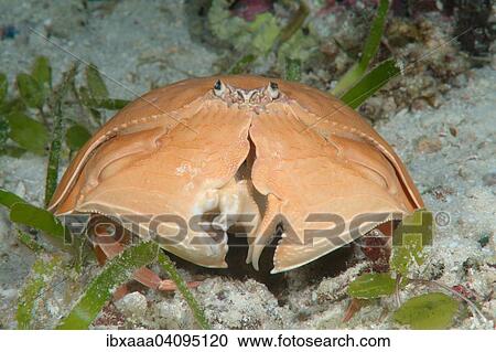 Stock Image - Giant Box Crab (Calappa calappa), Bohol Sea, Cebu, Philippines, Asia. Fotosearch