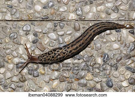 Stock Photo - Giant Garden Slug (Limax maximus), Bavaria, Germany, Europe. Fotosearch