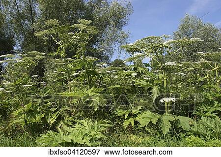 Stock Photo - Giant Hogweed (Heracleum mantegazzianum, Heracleum giganteum), flowering, Thuringia, Germany, Europe. Fotosearch