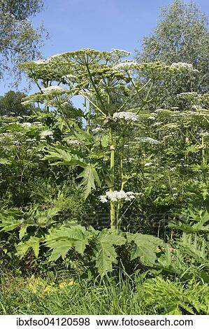 Stock Photo - Giant Hogweed (Heracleum mantegazzianum, Heracleum giganteum), flowering, Thuringia, Germany, Europe. Fotosearch