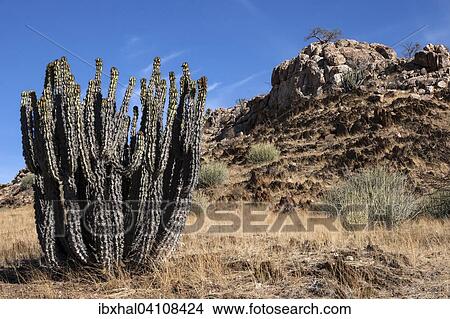 Gifboom or poision tree (Euphorbia virosa), Uis, Namibia, Africa View Large Photo Image Picture - Gifboom or poision tree (Euphorbia virosa), Uis, Namibia, Africa. Fotosearch