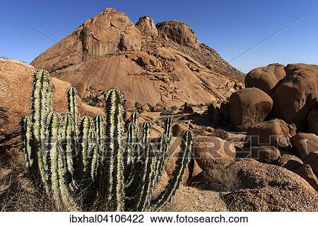 Gifboom or poision tree (Euphorbia virosa), Spitzkoppe, Damaraland, Namibia, Africa View Large Photo Image Stock Image - Gifboom or poision tree (Euphorbia virosa), Spitzkoppe, Damaraland, Namibia, Africa. Fotosearch