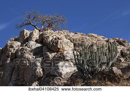 Stock Photography - Gifboom or posion tree (Euphorbia virosa) and blue-leaved corkwood (Commiphora glaucescens), Uis, Namibia, Africa. Fotosearch