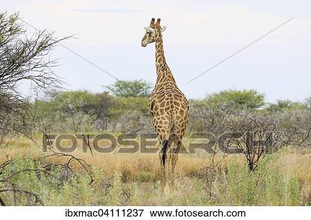 Giraffe (Giraffa camelopardalis) from behind, Etosha National Park, Namibia, Africa View Large Photo Image Stock Photo - Giraffe (Giraffa camelopardalis) from behind, Etosha National Park, Namibia, Africa. Fotosearch