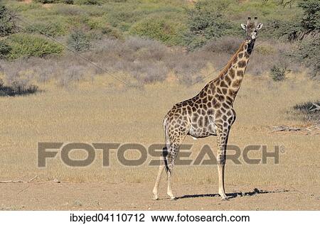 Giraffe (Giraffa camelopardalis), male, standing, Kgalagadi Transfrontier Park, Northern Cape, South Africa, Africa View Large Photo Image Stock Image - Giraffe (Giraffa camelopardalis), male, standing, Kgalagadi Transfrontier Park, Northern Cape, South Africa, Africa. Fotosearch