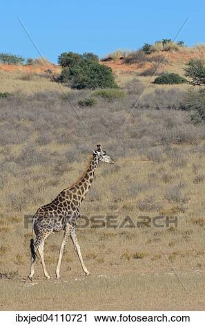 Giraffe (Giraffa camelopardalis), male walking in the dry grass, Kgalagadi Transfrontier Park, Northern Cape, South Africa, Africa View Large Photo Image Stock Image - Giraffe (Giraffa camelopardalis), male walking in the dry grass, Kgalagadi Transfrontier Park, Northern Cape, South Africa, Africa. Fotosearch