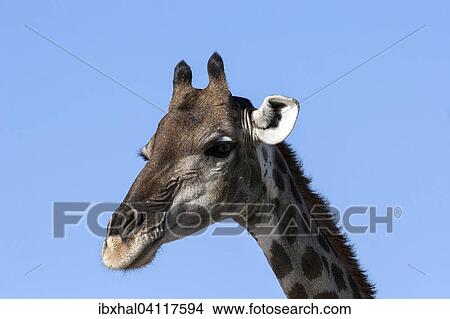 Picture - Giraffe (Giraffa camelopardalis), Etosha National Park, Namibia, Africa. Fotosearch