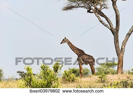 Giraffe (Giraffa camelopardalis), Tarangire, Tanzania, Africa View Large Photo Image Stock Image - Giraffe (Giraffa camelopardalis), Tarangire, Tanzania, Africa. Fotosearch