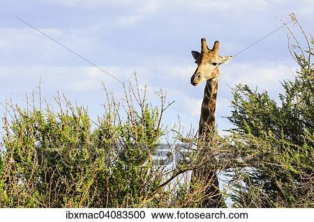 Stock Image - Giraffe (Giraffa camelopardalis), Namibia, Africa. Fotosearch