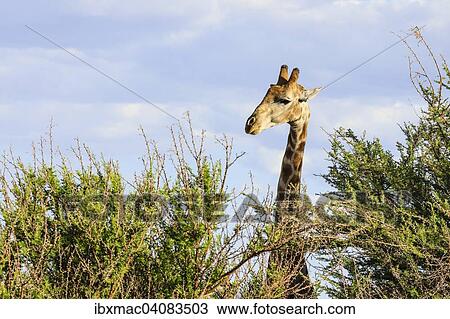 Giraffe (Giraffa camelopardalis), Namibia, Africa View Large Photo Image Stock Image - Giraffe (Giraffa camelopardalis), Namibia, Africa. Fotosearch