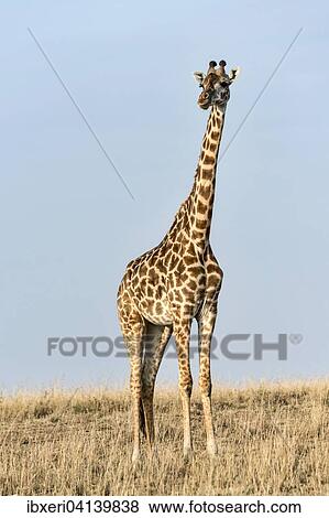Giraffe (Giraffa camelopardalis), Maasai Mara, Kenya, Africa View Large Photo Image Stock Photo - Giraffe (Giraffa camelopardalis), Maasai Mara, Kenya, Africa. Fotosearch