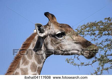 Stock Photo - Giraffe (Giraffa camelopardalis) feeding on leaves of a camel thorn tree, Etosha National Park, Namibia, Africa. Fotosearch