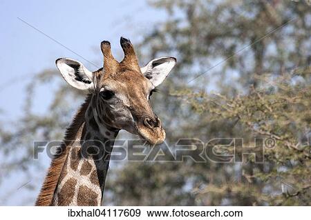 Giraffe (Giraffa camelopardalis), Etosha National Park, Namibia, Africa View Large Photo Image Stock Photo - Giraffe (Giraffa camelopardalis), Etosha National Park, Namibia, Africa. Fotosearch