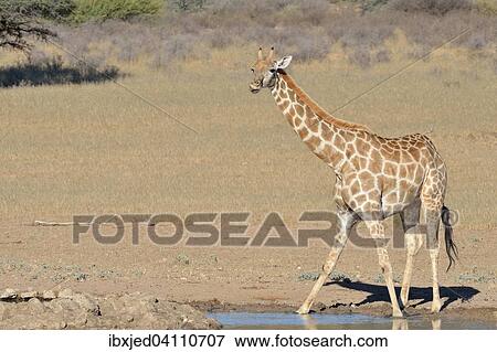 Giraffe (Giraffa camelopardalis), standing at a waterhole, Kgalagadi Transfrontier Park, Northern Cape, South Africa, Africa View Large Photo Image Stock Photo - Giraffe (Giraffa camelopardalis), standing at a waterhole, Kgalagadi Transfrontier Park, Northern Cape, South Africa, Africa. Fotosearch