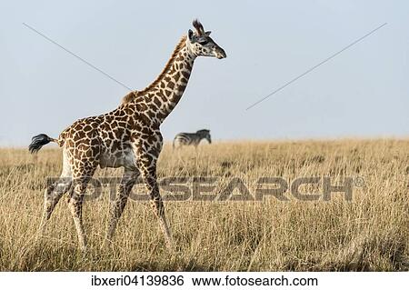 Giraffe (Giraffa camelopardalis), Maasai Mara, Kenya, Africa View Large Photo Image Stock Photograph - Giraffe (Giraffa camelopardalis), Maasai Mara, Kenya, Africa. Fotosearch