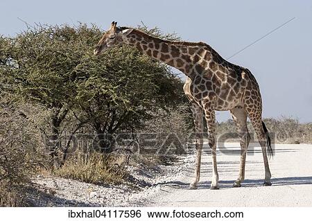 Giraffe (Giraffa camelopardalis) feeding by a road, Etosha National Park, Namibia, Africa View Large Photo Image Stock Photograph - Giraffe (Giraffa camelopardalis) feeding by a road, Etosha National Park, Namibia, Africa. Fotosearch