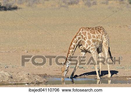 Stock Photograph - Giraffe (Giraffa camelopardalis), drinking at a waterhole, Kgalagadi Transfrontier Park, Northern Cape, South Africa, Africa. Fotosearch
