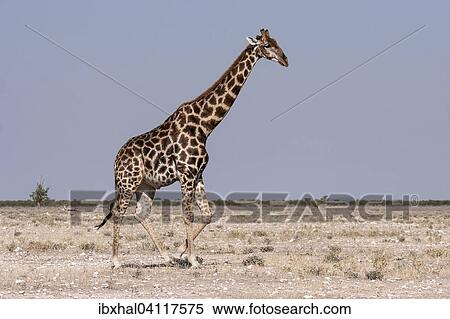 Giraffe (Giraffa camelopardalis), Etosha National Park, Namibia, Africa View Large Photo Image Stock Photography - Giraffe (Giraffa camelopardalis), Etosha National Park, Namibia, Africa. Fotosearch