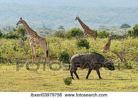 Giraffes (Giraffa camelopardalis) and a Cape buffalo (Syncerus caffer), Arusha Region, Tanzania, Africa View Large Photo Image Stock Photograph - Giraffes (Giraffa camelopardalis) and a Cape buffalo (Syncerus caffer), Arusha Region, Tanzania, Africa. Fotosearch