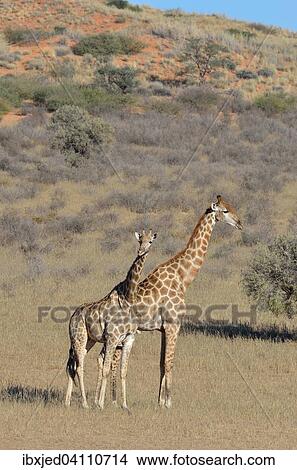 Giraffes (Giraffa camelopardalis), male and female, standing in the dry grass, Kgalagadi Transfrontier Park, Northern Cape, South Africa, Africa View Large Photo Image Picture - Giraffes (Giraffa camelopardalis), male and female, standing in the dry grass, Kgalagadi Transfrontier Park, Northern Cape, South Africa, Africa. Fotosearch