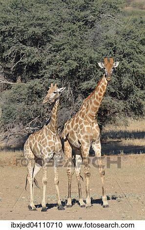 Giraffes (Giraffa camelopardalis), male and female, standing, Kgalagadi Transfrontier Park, Northern Cape, South Africa, Africa View Large Photo Image Stock Image - Giraffes (Giraffa camelopardalis), male and female, standing, Kgalagadi Transfrontier Park, Northern Cape, South Africa, Africa. Fotosearch