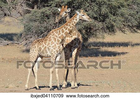 Giraffes (Giraffa camelopardalis), female and male, standing, Kgalagadi Transfrontier Park, Northern Cape, South Africa, Africa View Large Photo Image Stock Photo - Giraffes (Giraffa camelopardalis), female and male, standing, Kgalagadi Transfrontier Park, Northern Cape, South Africa, Africa. Fotosearch
